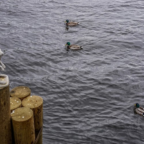 Побег из Петропавловской крепости