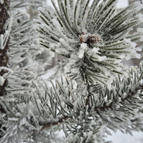 Выходные в Арктике в мини-группе: Мурманск, Кировск и Териберка