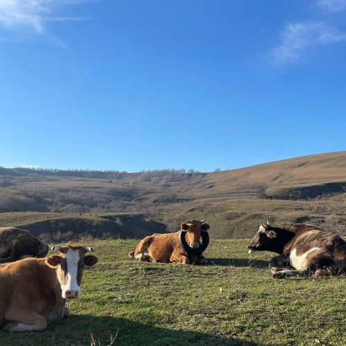 Своей компанией по Домбаю: Тебердинский заповедник, горы, пещеры, озёра