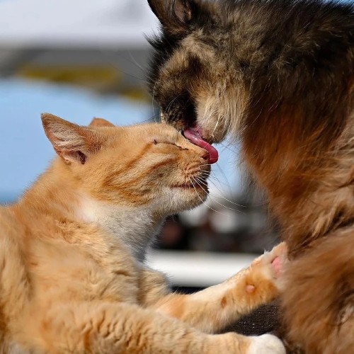 Насыщенные выходные в Калининградской области: автопутешествие только для вашей компании