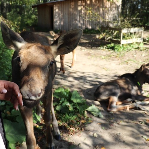 Костромской трип: выходные на Волге с посещением лосиной фермы и дегустацией в Музее сыра