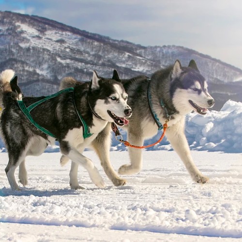 Камчатка для любви: романтичный видео- и фотовыезд для пар