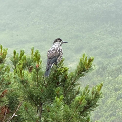 Там с коптера видны вулканы: экспедиция по Камчатке с выходом в море
