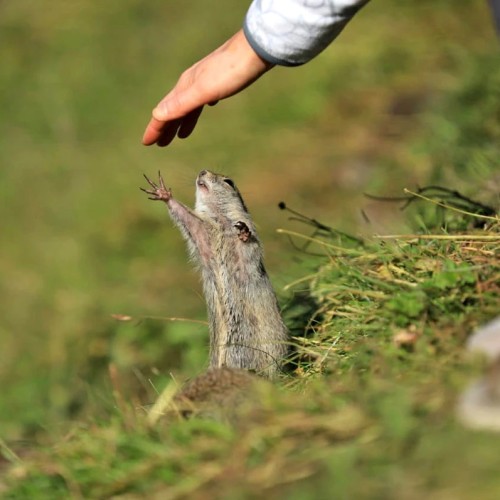 Высокогорный треккинг вокруг Эльбруса в Джилы-Су с проживанием в палатках