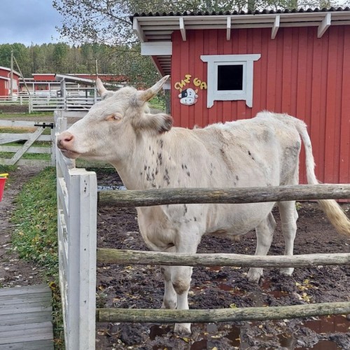 Ферма-парк «Илоранта» + дегустация сыров и сидра — из Санкт-Петербурга