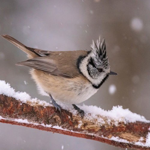 Птицы зимнего Петербурга