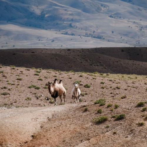 Алтайский максимум: все главные достопримечательности за неделю с комфортом (мини-группа)