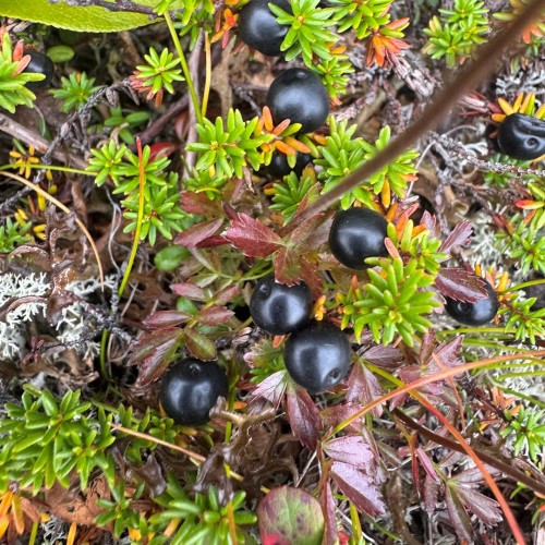 Там с коптера видны вулканы: экспедиция по Камчатке с выходом в море