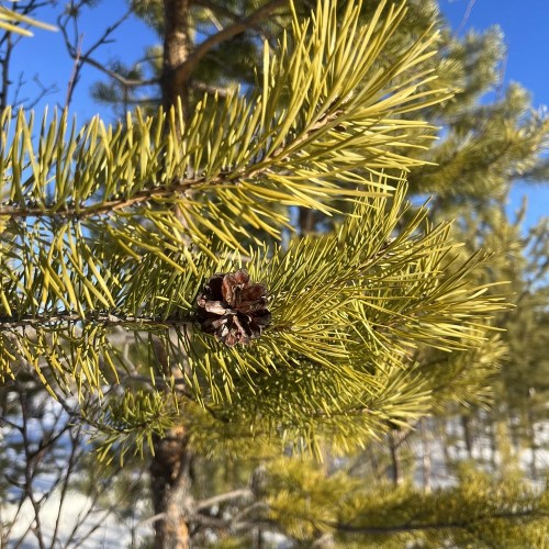В самое сердце Северного Урала: путешествие «всё включено» на плато Маньпупунёр