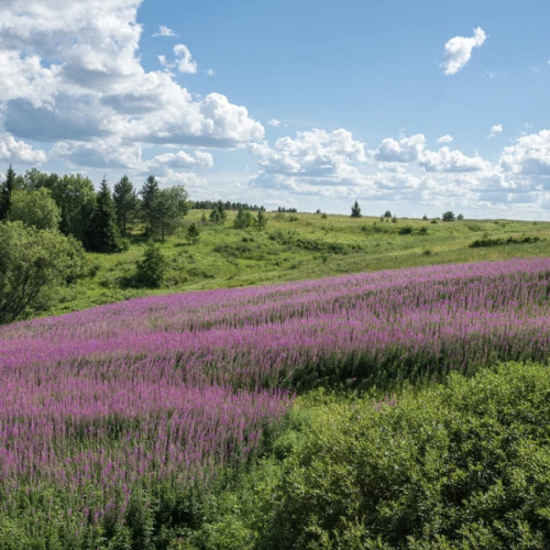 В гости к поморам под белоснежными парусами: приключения вдали от цивилизации