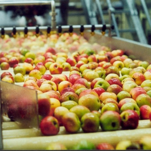 На сидрерию из Петербурга: авторская экскурсия + дегустация