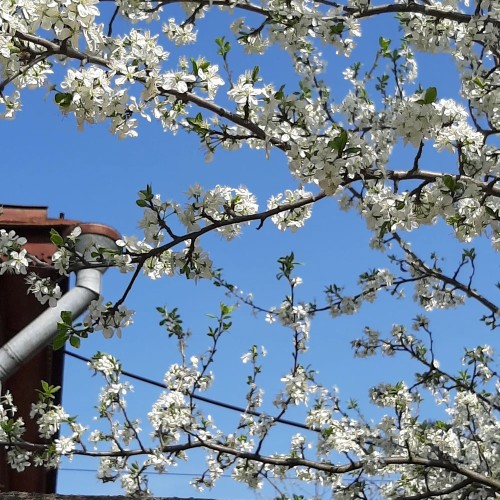 Экопрогулка в центре Коломны для детей и их родителей