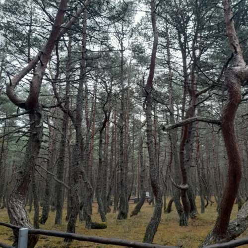 Куршская коса и Зеленоградск: песчаная катастрофа, планеризм и крайбитеры