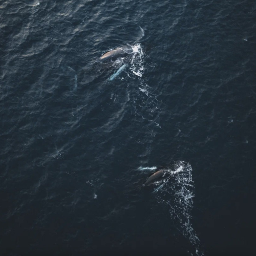 Уик-энд на Кольском: дегустация морепродуктов, Териберка, киты и экскурсия по Мурманску