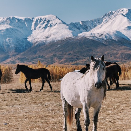 Главное на Чуйском тракте с отдыхом на базе и релаксом в баньке. Всё включено