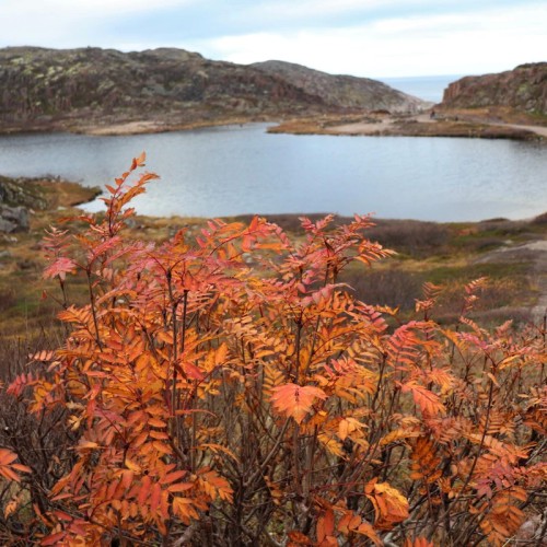 На Кольский в поисках китов и дельфинов мини-группой
