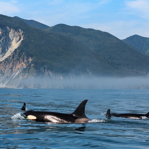 VIP-круиз с экспертами и музыкантами от Камчатки до Чукотки (всё включено)