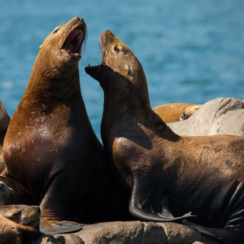 Активный отпуск на Камчатке: восхождение на вулкан, морская прогулка, сплав, баня