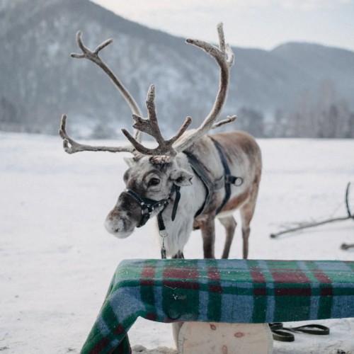 Дышать зимним Алтаем