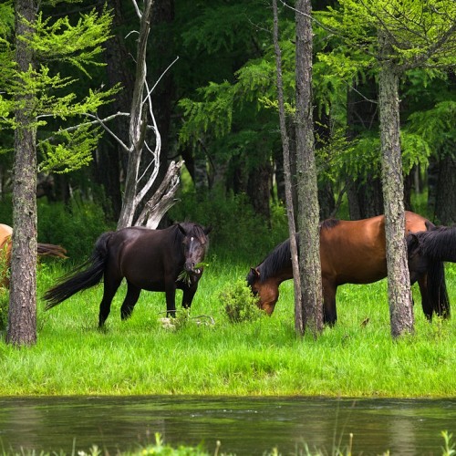 Наедине с Алтаем: высокогорные озёра, живописные долины и неземной ландшафт (всё включено)
