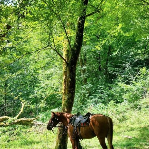 Приключения на лошадях в Сочи для новичков и опытных: по ущельям, долинам и лесам