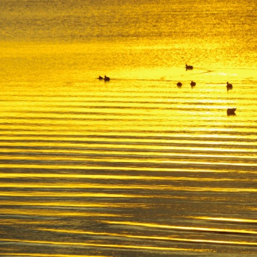 Таинственный Канонерский остров