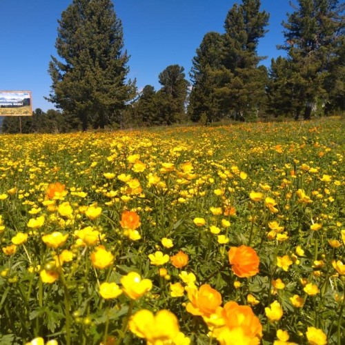Алтайские места силы и древние петроглифы (в мини-группе)