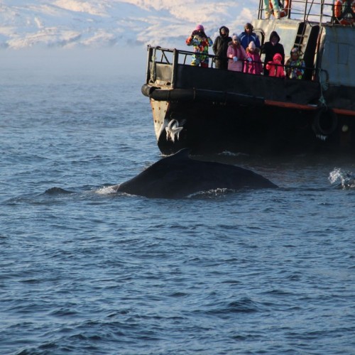 Океан впечатлений в Арктике: айс-флоатинг, северное сияние, морская прогулка и гастрономия