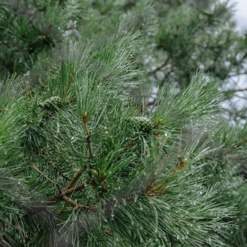 Сокровища Чемала: автомобильное путешествие из Горно-Алтайска