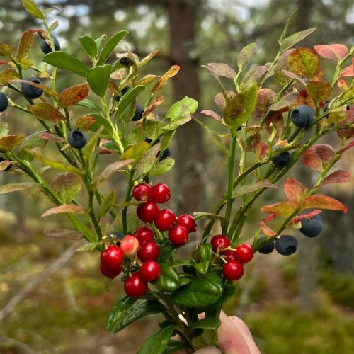 Водная стихия Карелии: от Онеги до Ладоги с проживанием в загородном комплексе