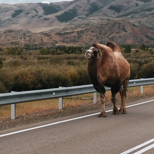 Загадки Алтая: тур с погружением в культуру и исследованием тайн (всё включено)