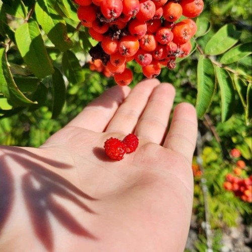 Перезагрузка в Приладожье с йогой, баней, сибирским чаном и сапами (всё включено)