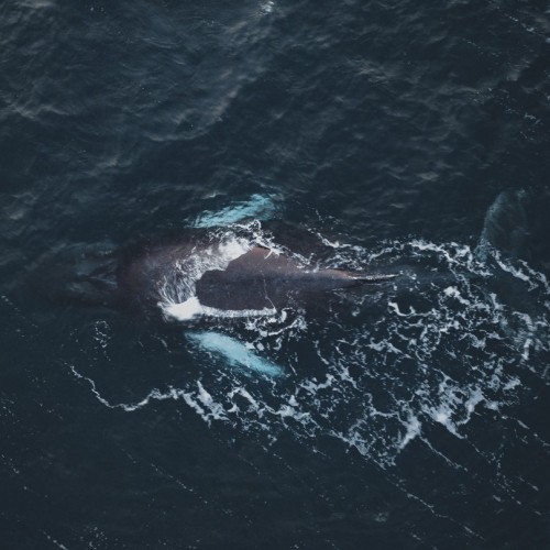 На Кольский за впечатлениями: морская прогулка, айс-флоатинг в Белом море и удивительная Териберка