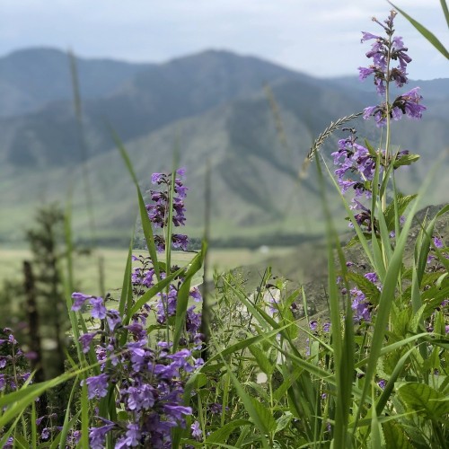 Треккинг по хребту над долиной Катуни