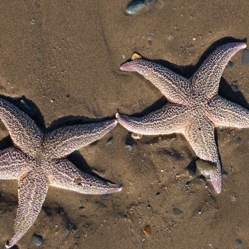 Сахалин с историей: автопутешествие-детокс с ночёвками в палатках на природе (индивидуально)