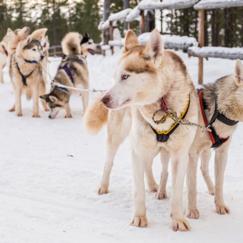 Дары Кольского полуострова в мини-группе: арктические деликатесы и культура саамов