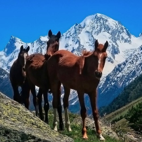 Домбай и Архыз: треккинг налегке с проживанием в гостинице