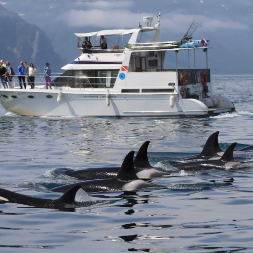 Активный отпуск на Камчатке: восхождение на вулкан, морская прогулка, сплав, баня