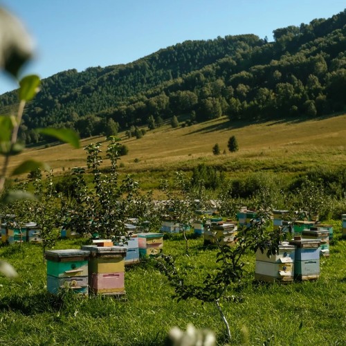 Великая долина Катуни: приключение-конструктор