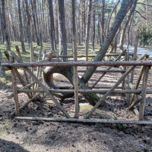 Великолепная Куршская коса и очаровательный Зеленоградск из Светлогорска