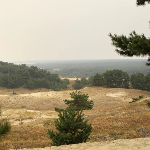 Авторское фотопутешествие по Куршской косе и Зеленоградску