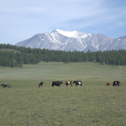 Подальше от цивилизации к озеру Хубсугул: индивидуальная поездка по Северной Монголии из Иркутска