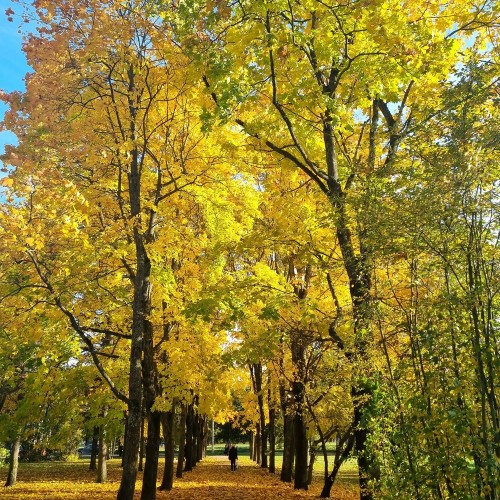 «На задворках Царского Села»: авторская аудиоэкскурсия