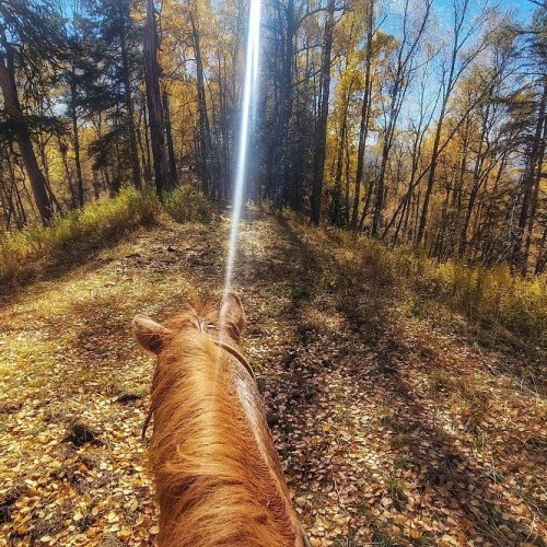 Конный тур для новичков по осеннему Алтаю с проживанием на базе. Всё включено