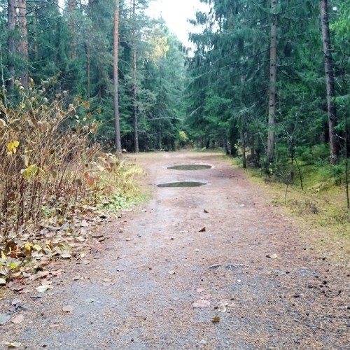 Лесная сказка в Подосинках