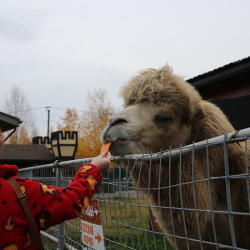 Выходные в парке «Рускеала» и городе Сортавала: 3 варианта маршрута