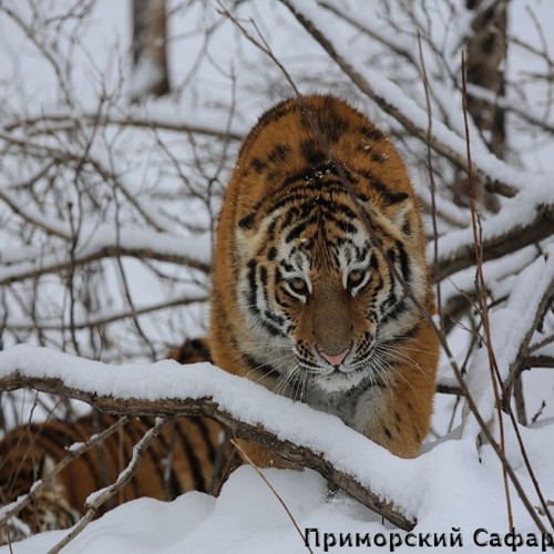 По следам тигра: Шкотовские водопады, сафари-парк + Лазурная и Стеклянная бухты
