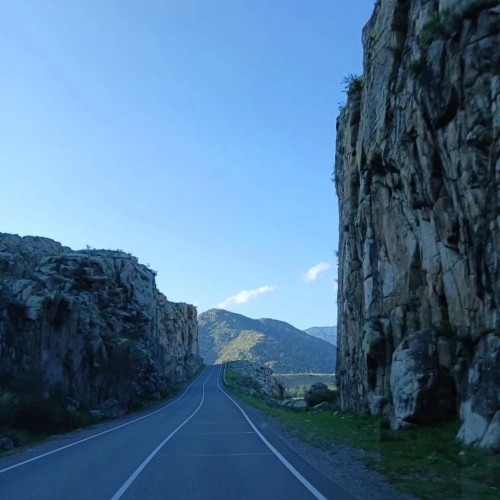 Алтай в цвету: маральник и Чуйский тракт — из Горно-Алтайска