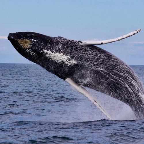 VIP-круиз с экспертами и музыкантами от Камчатки до Чукотки (всё включено)