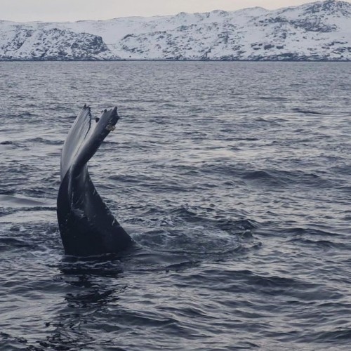 На Кольский в поисках китов и дельфинов мини-группой